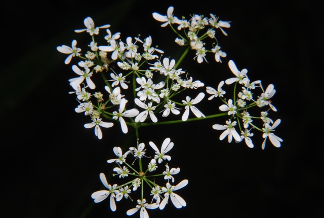 Bifora radians / Bifora raggiata